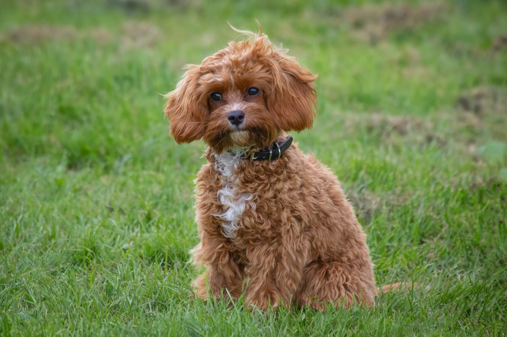 A little Cavapoo, affectionately known as a Doodle Dog, sitting in a grassy field. 