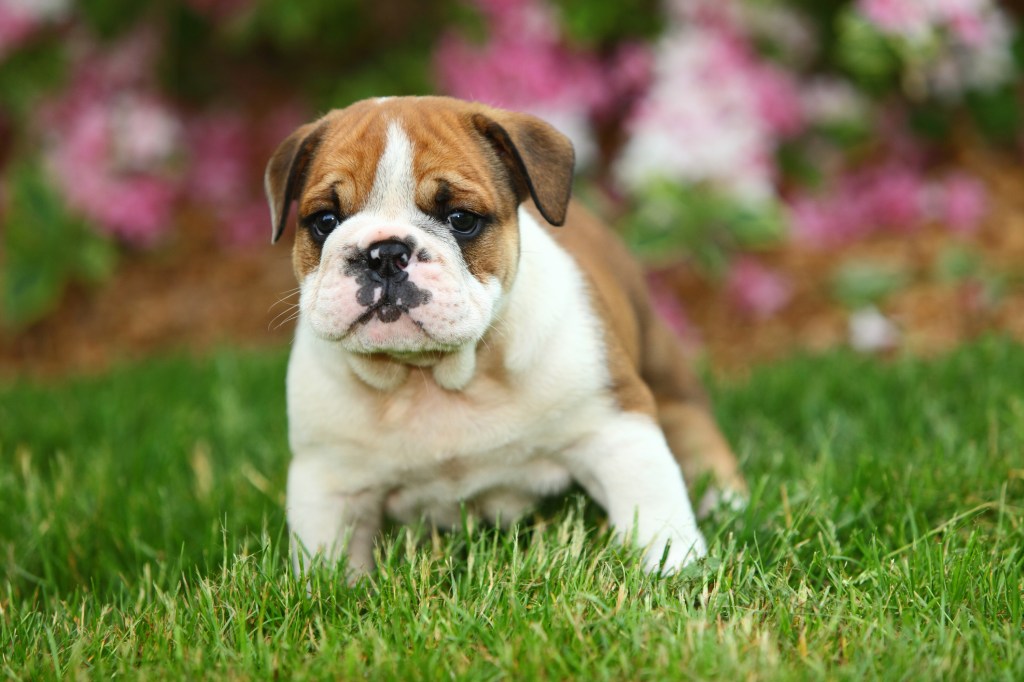 English Bulldog puppy in grass