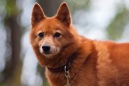 Finnish Spitz outdoors