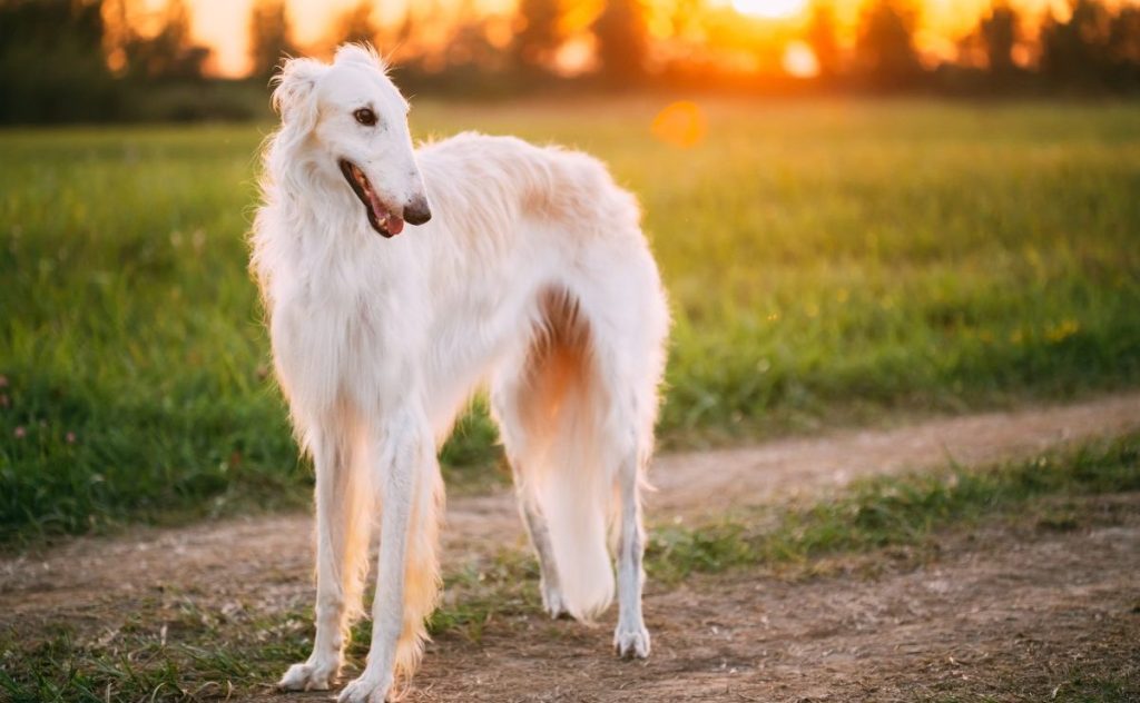 white borzoi at sunset