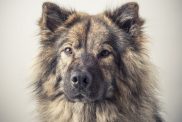 A portrait of an Eurasier dog