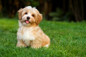 Havanese puppy