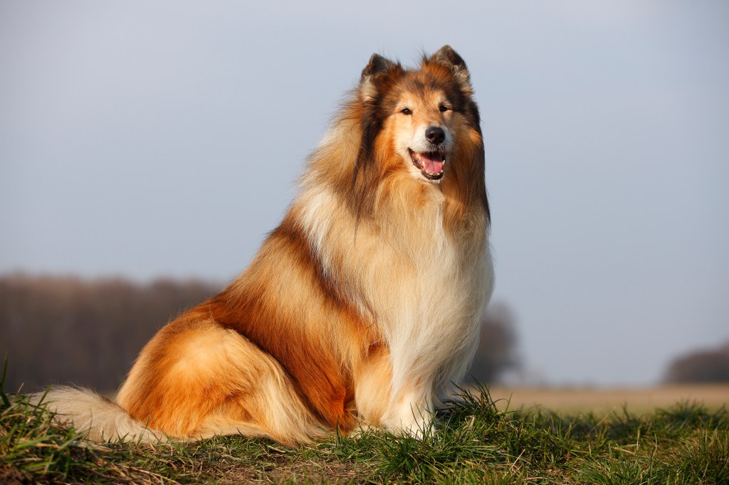 Collie sitting