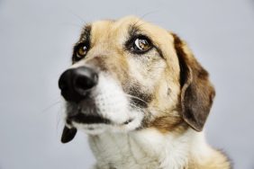 close-up of stressed dog