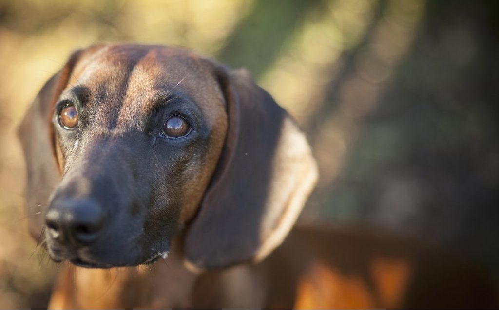 closeup of bavarian mountain scenthound