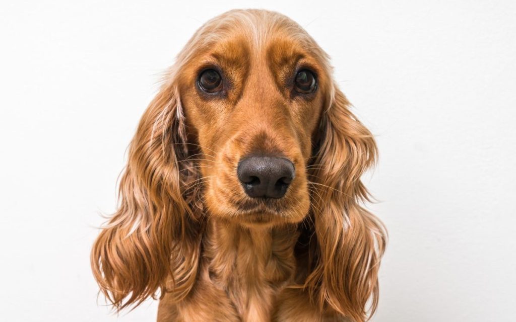 English Cocker Spaniel portrait