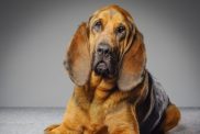 Purebred Bloodhound Dog