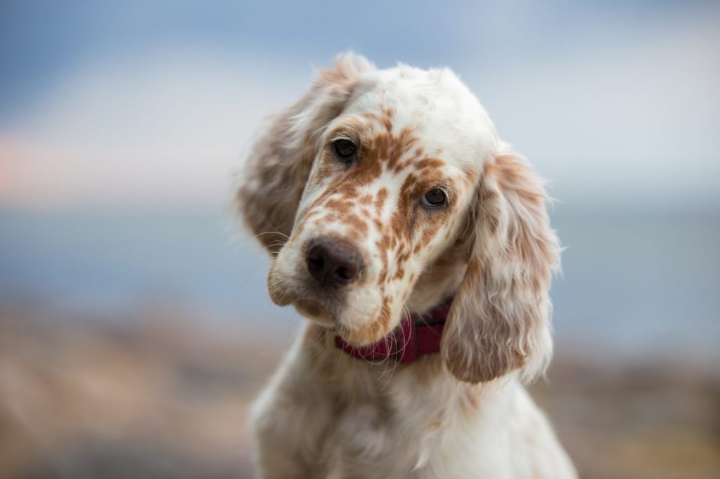 An English Setter puppy, with a white coat and brown spots.