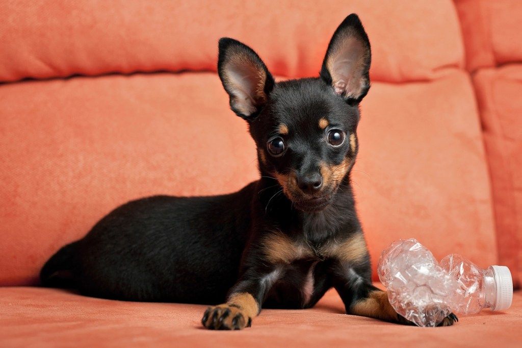 Cute little miniature pinscher puppy playing with a water bottle