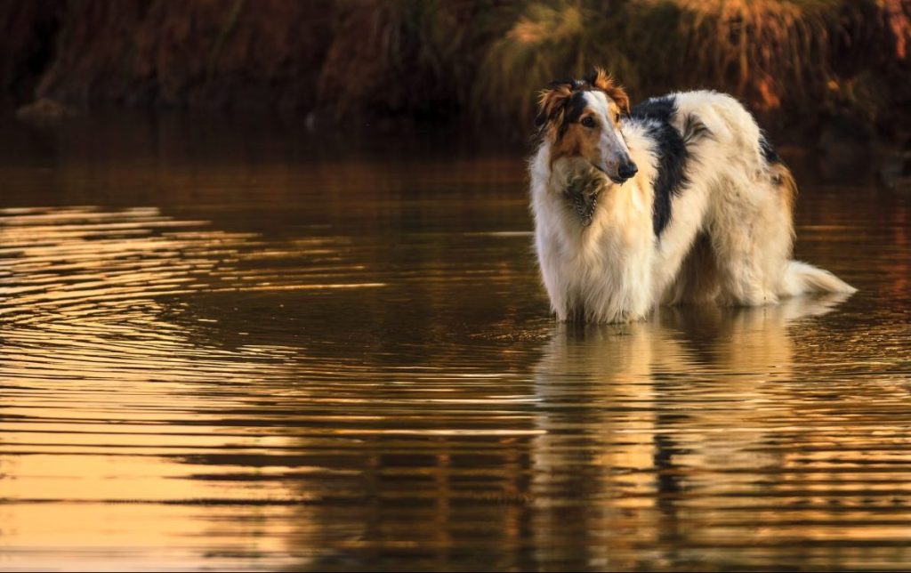 borzoi dog at sunset