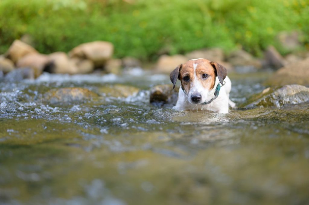 Stray dog stranded in a river in India before crocodiles save him from pack of wild dogs.