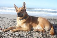 Carolina Dog sitting on the sand at the beach.