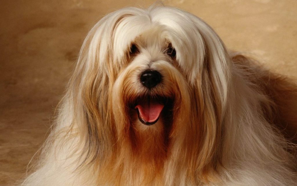 TIBETAN TERRIER