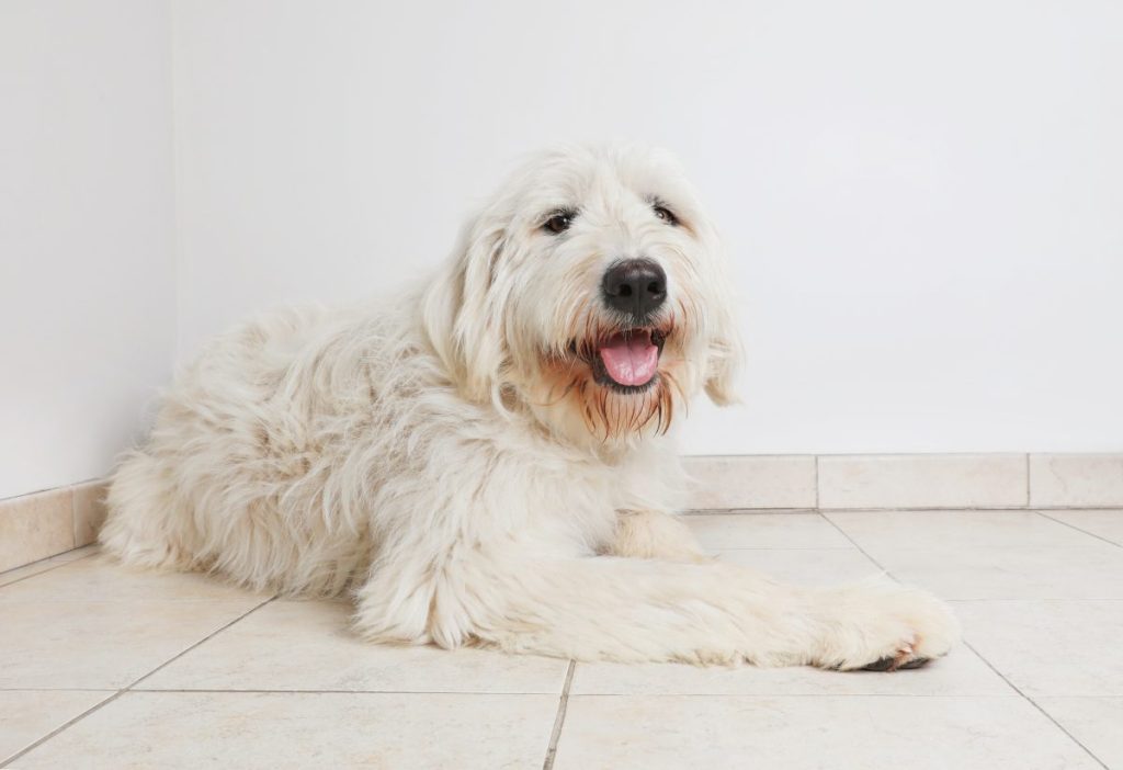 Pyredoodle dog in animal shelter