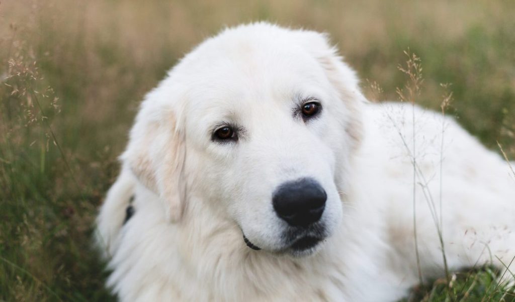 maremma sheepdog portrait