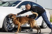 police dog sniffing car