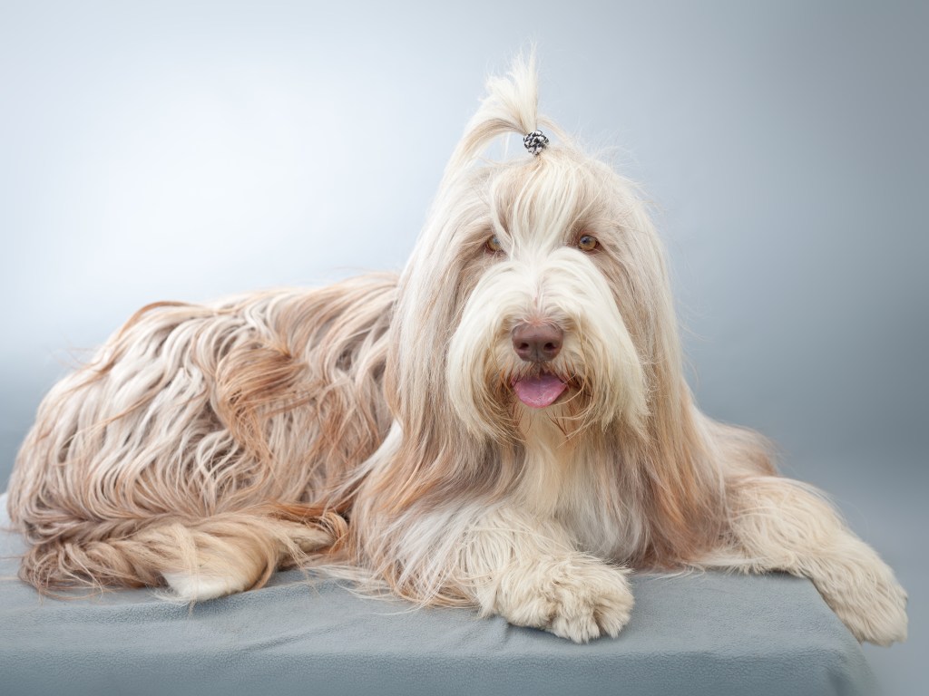 Bearded Collie in studio