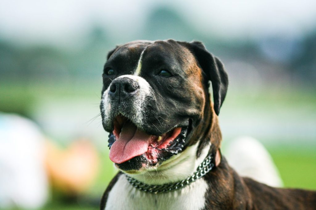 smiling american bulldog