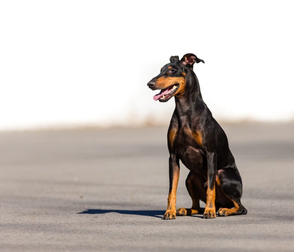 manchester terrier sitting