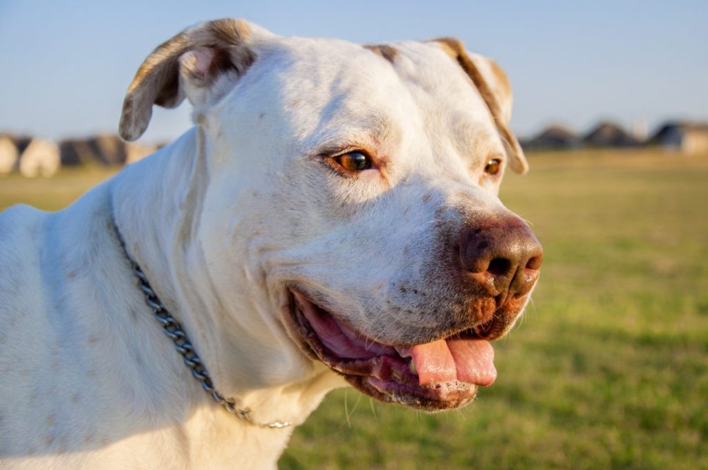 happy dogo argentino