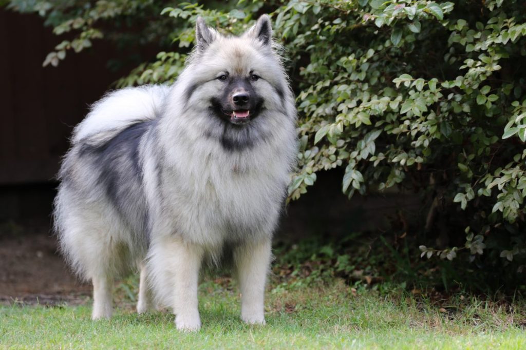 adult Keeshond standing