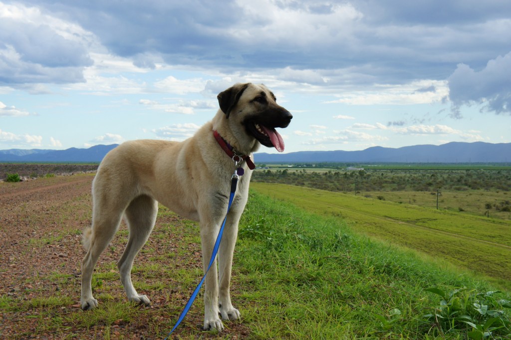 anatolian shepherd guarding