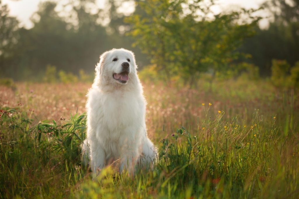 Maremma sheepdog in summer