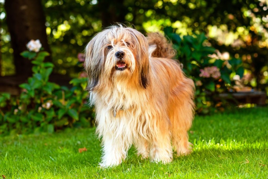 Beautiful Tibetan terrier dog