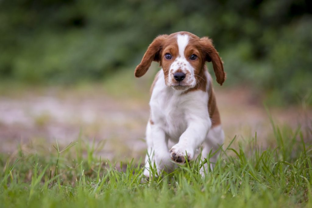 Welsh Springer Spaniel Puppy