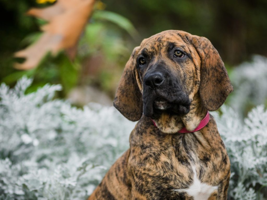 Fila Brasileiro brindle puppy