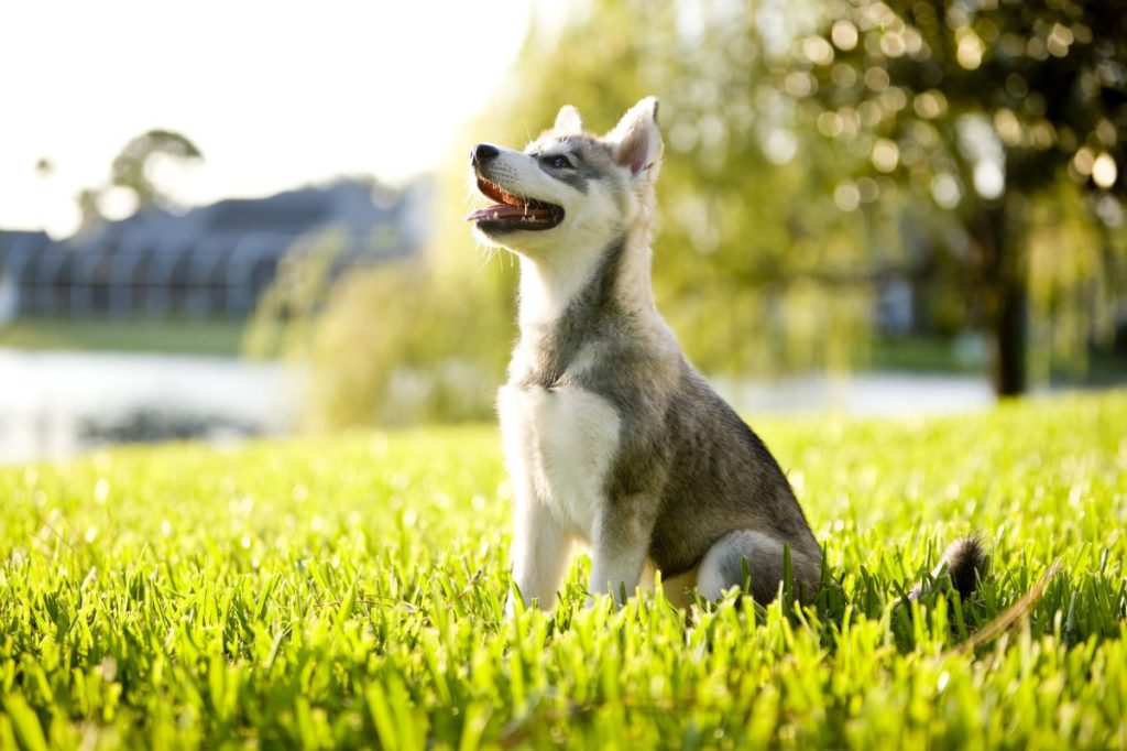 Alaskan Klee Kai puppy