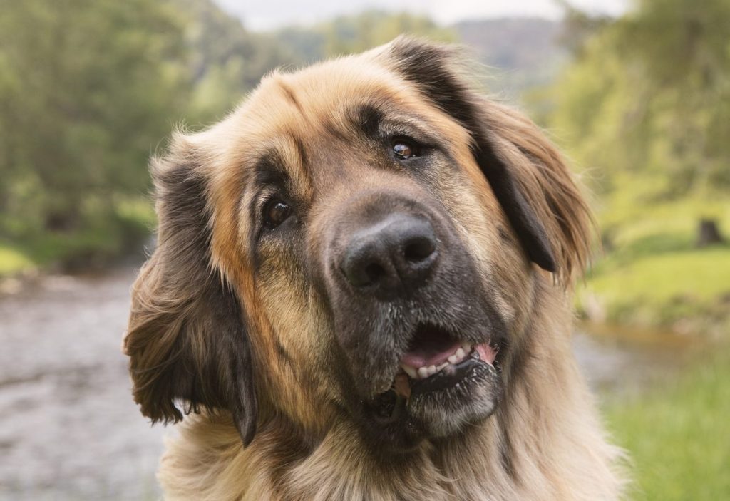 Leonberger smiling