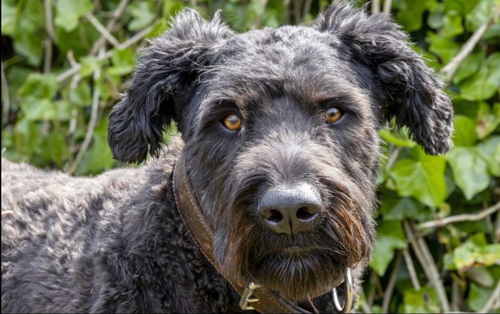 beautiful bouvier des flandres