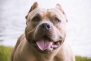 american bully dog ​​in a park with lake