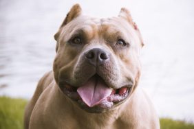 american bully dog ​​in a park with lake