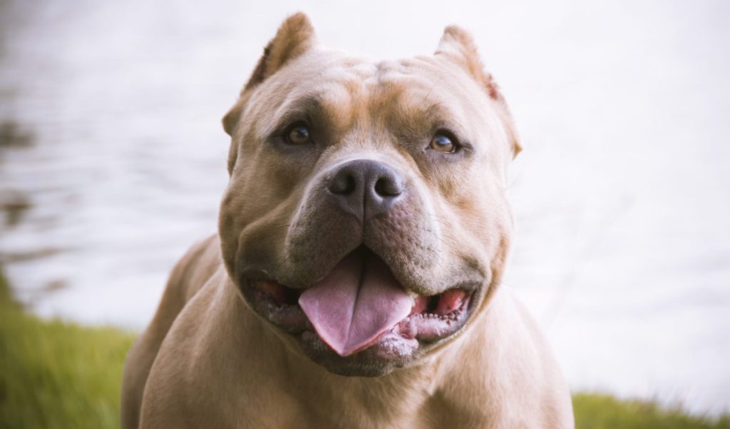 american bully dog ​​in a park with lake