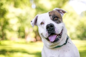 Closeup of American Bulldog smiling