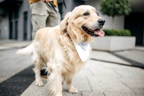 golden retriever leaving doggy daycare on leash