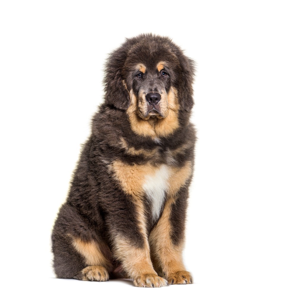 Tibetan Mastiff dog sitting isolated on white background.