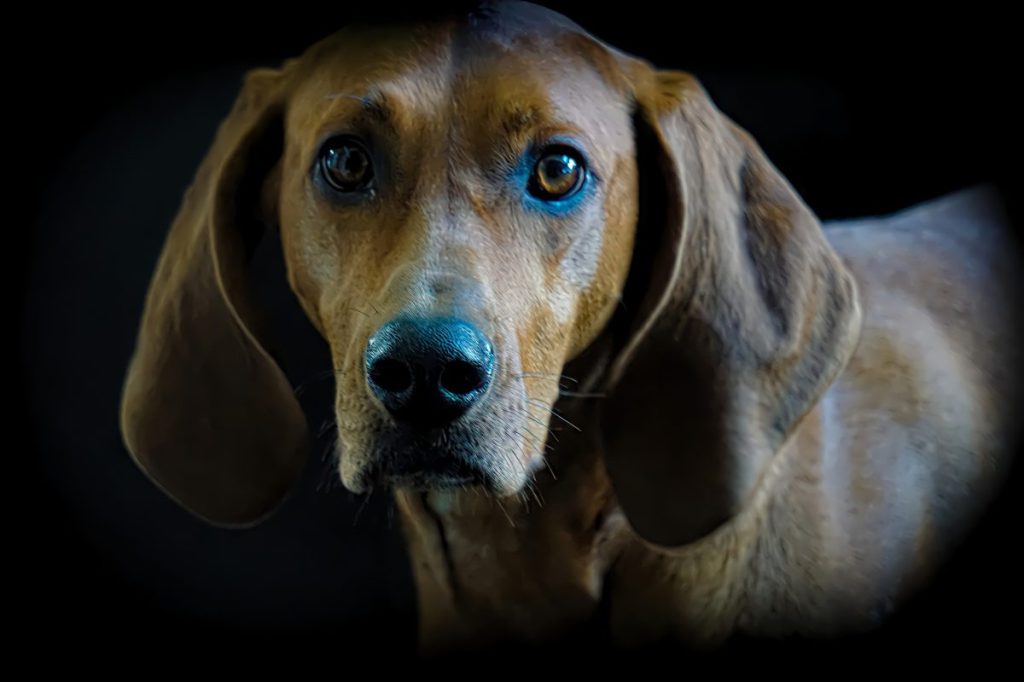 Redbone coonhound studio shot