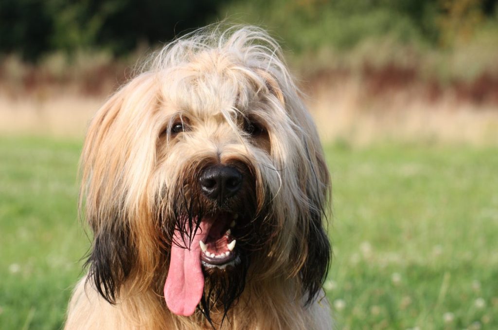 Close up of a Briard with tongue out standing in a field.