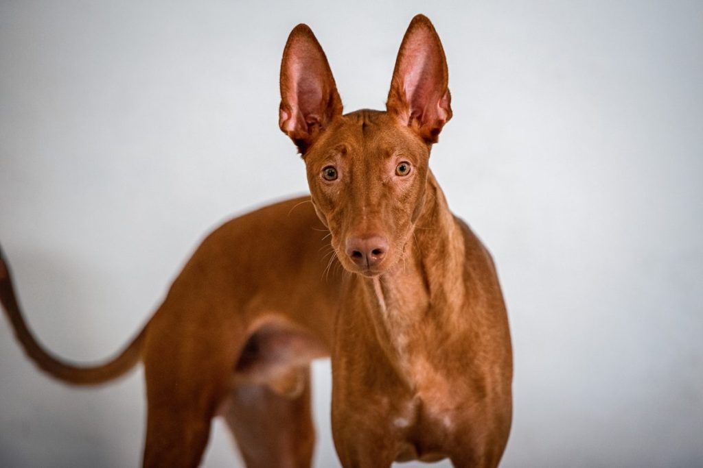 pharaoh hound portrait