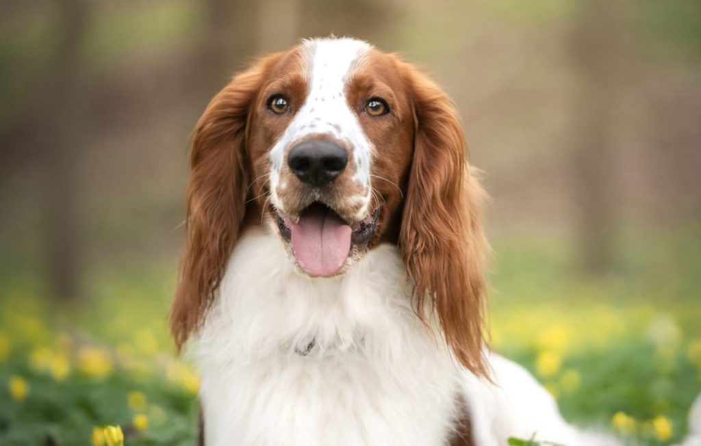 welsh springer spaniel smiling