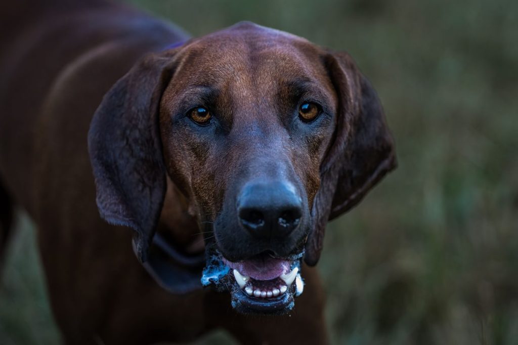 Redbone Coonhound panting