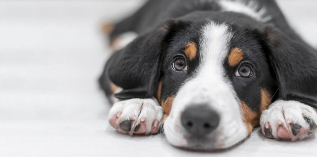 Entlebucher Mountain puppy