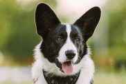 Funny Cardigan Welsh Corgi Dog Sitting