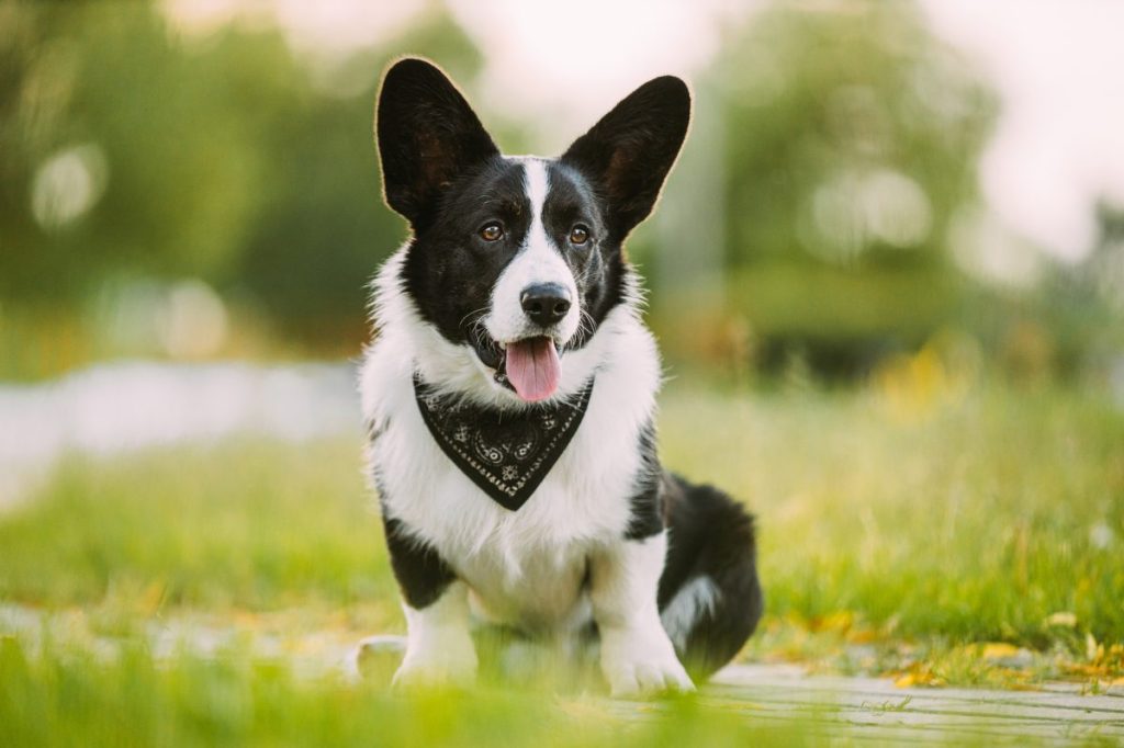 Funny Cardigan Welsh Corgi