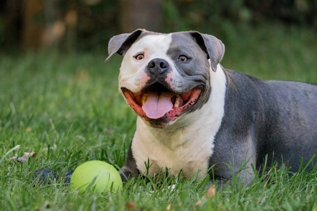 A happy looking American Bully smiling into a camera with a tennis ball at his feet.