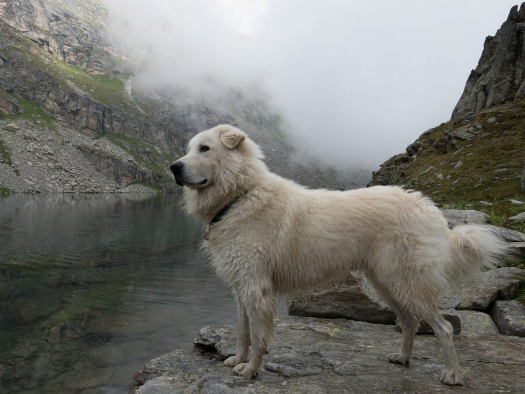 Maremma sheepdog standing