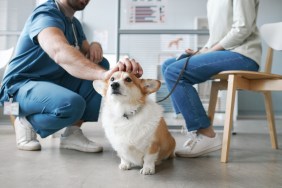 A Corgi dog suffering from chondrodystrophy (CDDY) at the vet.